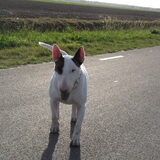 Foto van Hannah & Bink† en Beertje