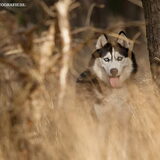 Silver als wolf.