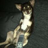 gekke Toby