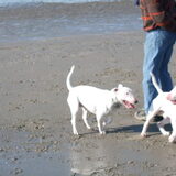 Foto van Hannah & Bink† en Beertje