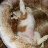 als pup