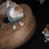 spanky: pak me dan ozzy: :(
