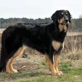 Foto van Hovawart Kennel van de Bremmerstee
