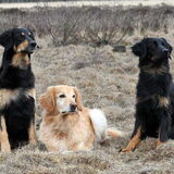 Foto van Hovawart Kennel van de Bremmerstee