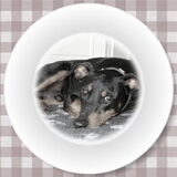 Foto van Marleen , Blacky & Justy