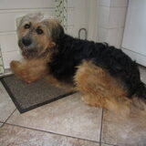 Foto van liesbeth,Turbo,Luna, Levi en Faith