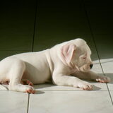 Foto van Milou