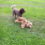 Foto van Karin & Levi