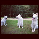 Witte malamute links, 2 witte herders rechts