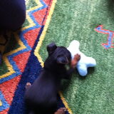 Chicko, onze dwerpincher geboren op 22 augustus 2012, zijn eerste dag…