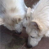 Foto van Hetty & Skipper