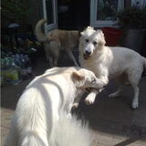 Foto van Hetty & Skipper