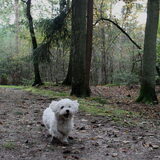 Foto van Inge, baasje van Gina, Flynn en Wobbe