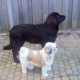 mijn twee hondjes..