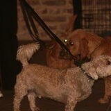 Dusty ook even kennismaken met Gaston