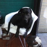 Foto van Milo