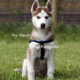 Aiko 9 weekjes oud