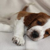 Willem,nog als prachtig puppie.
