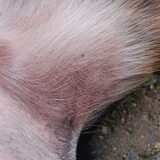 Dobber haar lies