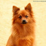 Foto van Barbara, Vos, Quin en Boo