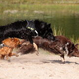 Foto van Barbara, Vos, Quin en Boo
