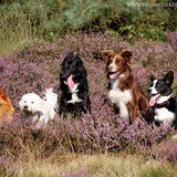Foto van Barbara, Vos, Quin en Boo