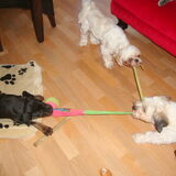 Spelen