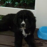 Chikara als pup