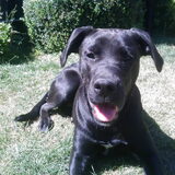 Foto van Scooby