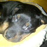 Lieve Leika