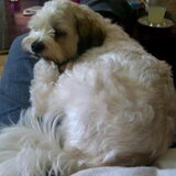 Sammy lekker op schoot slapen