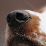 Foto van Demi - Rosie