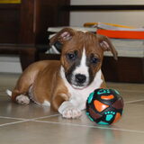 Gina als puppy.