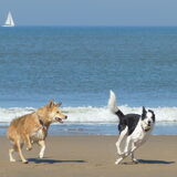 Bibi rennen met Dingo op het strand