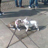 Bull's day out 2012