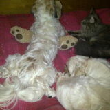 Musketiers op bed