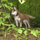 Foto van Luna en Shadow
