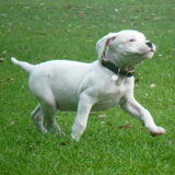 Foto van Milou