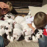 op deze foto ziet u onze kleinzoon met nog 6 pups deze zijn nog…