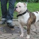 vader van de pups