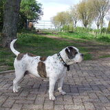 moeder van de pups