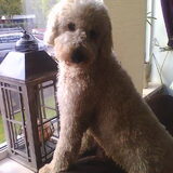 Foto van Gerda en Labradoodle Bowie