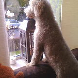 Foto van Gerda en Labradoodle Bowie