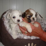 Dit zijn onze twee nieuwe pups die we binnen twee weken mogen…