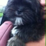 we houden alle 4 van dit heerlijke honde-beest xxx