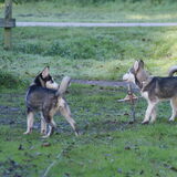 Mowgli samen met zijn zusje Nanook aan de stake out