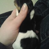 Dit is lay, hij is nog vrij