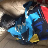 Foto van Tineke *Luna * Rambo (Brutus R.I.P)