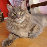 Wollie de Wolf