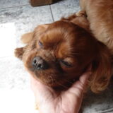 dit is de vader van lara , een cavalier king charles